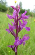 Dactylorhiza traunsteineri